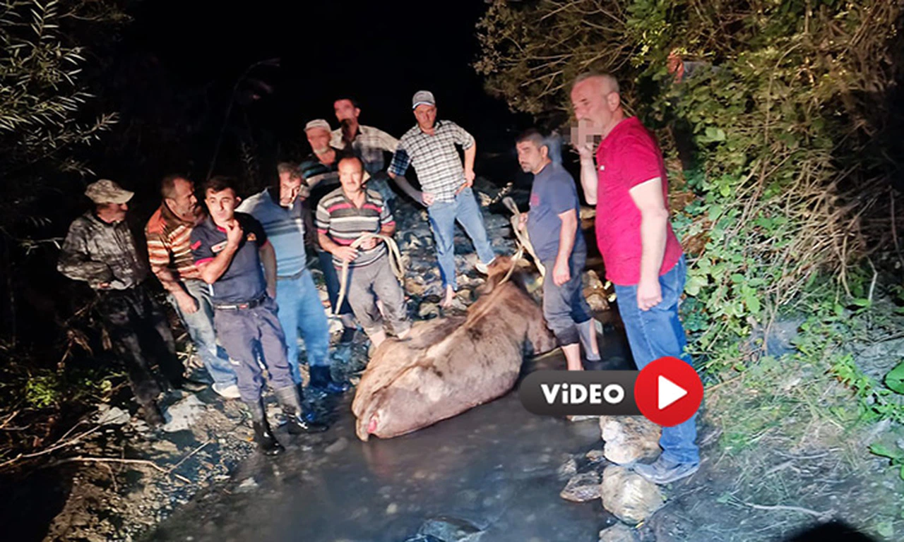 Köprüden Düşen İneği İtfaiye Kurtardı 
