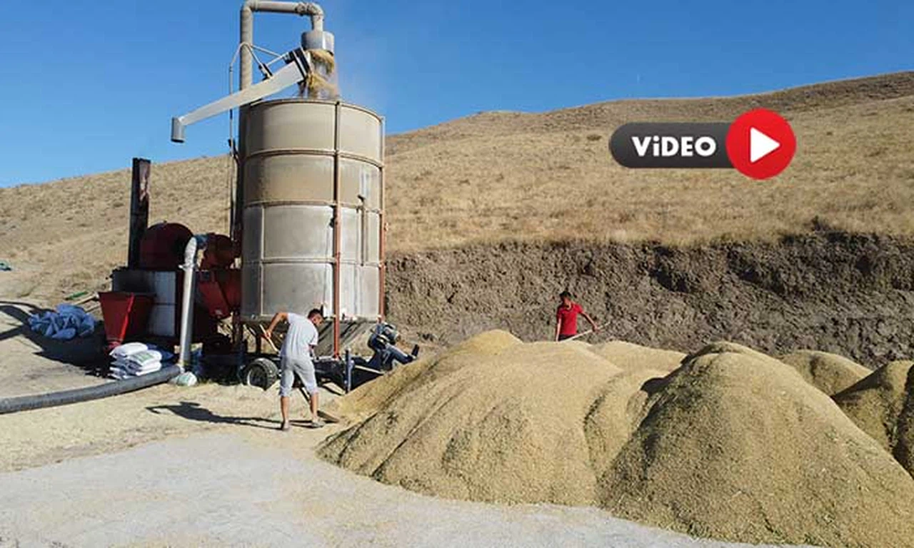 Sungurlu Bu Yıl 800 Ton Çeltik Üretmeyi Hedefliyor