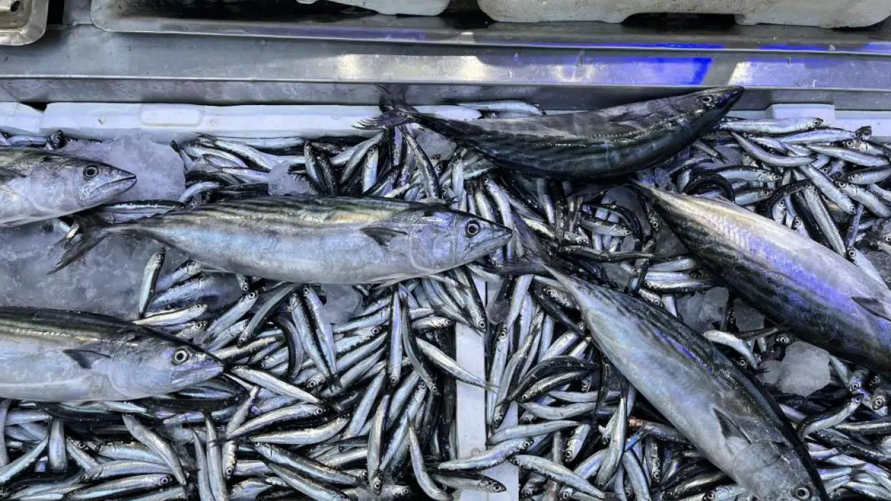 Balık Tezgahlarında Hafta Sonu Bereketi