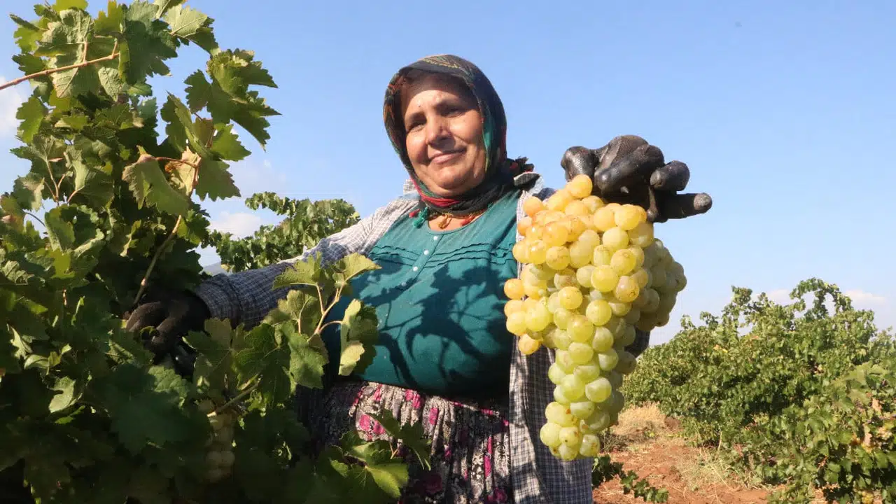 Hatay’da Sıcaklar Rekolteyi Düşürdü! Üzümün Market Fiyatı Tarla Fiyatının Üç Katı