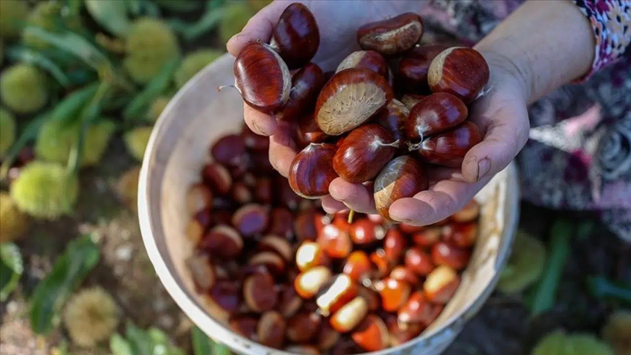 Kestane Toplamak İsteyen Ücret Ödemek Zorunda!