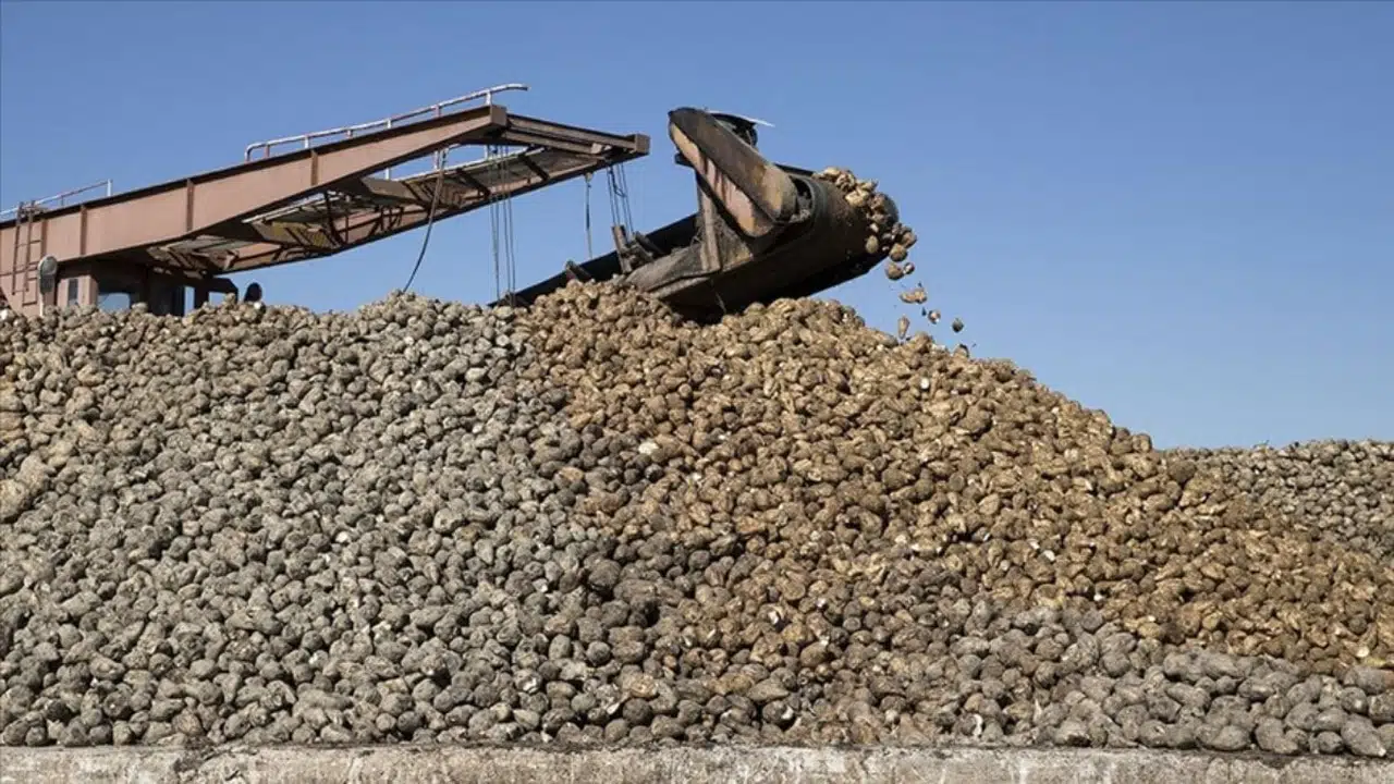 Pancar Üreticilerine 715,7 Milyon TL Hasat Avans Ödemesi