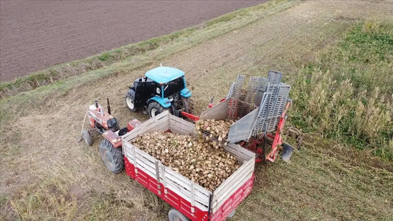 Şeker Pancarı Erzincan Ovası'nın Geçim Kaynağı
