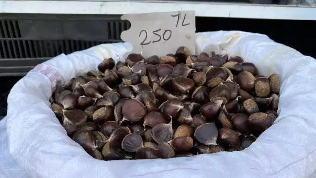 Sinop Kestanesi Satışa Çıktı