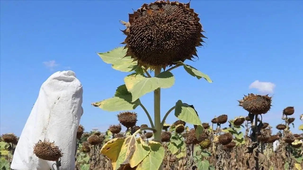 Trakya'daki Yağlık Ayçiçeği Destek Tutarı Artırıldı
