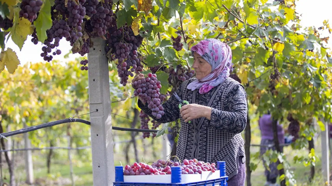 Üretici Memnun! Sakarya'da Üzüm Hasadı Başladı