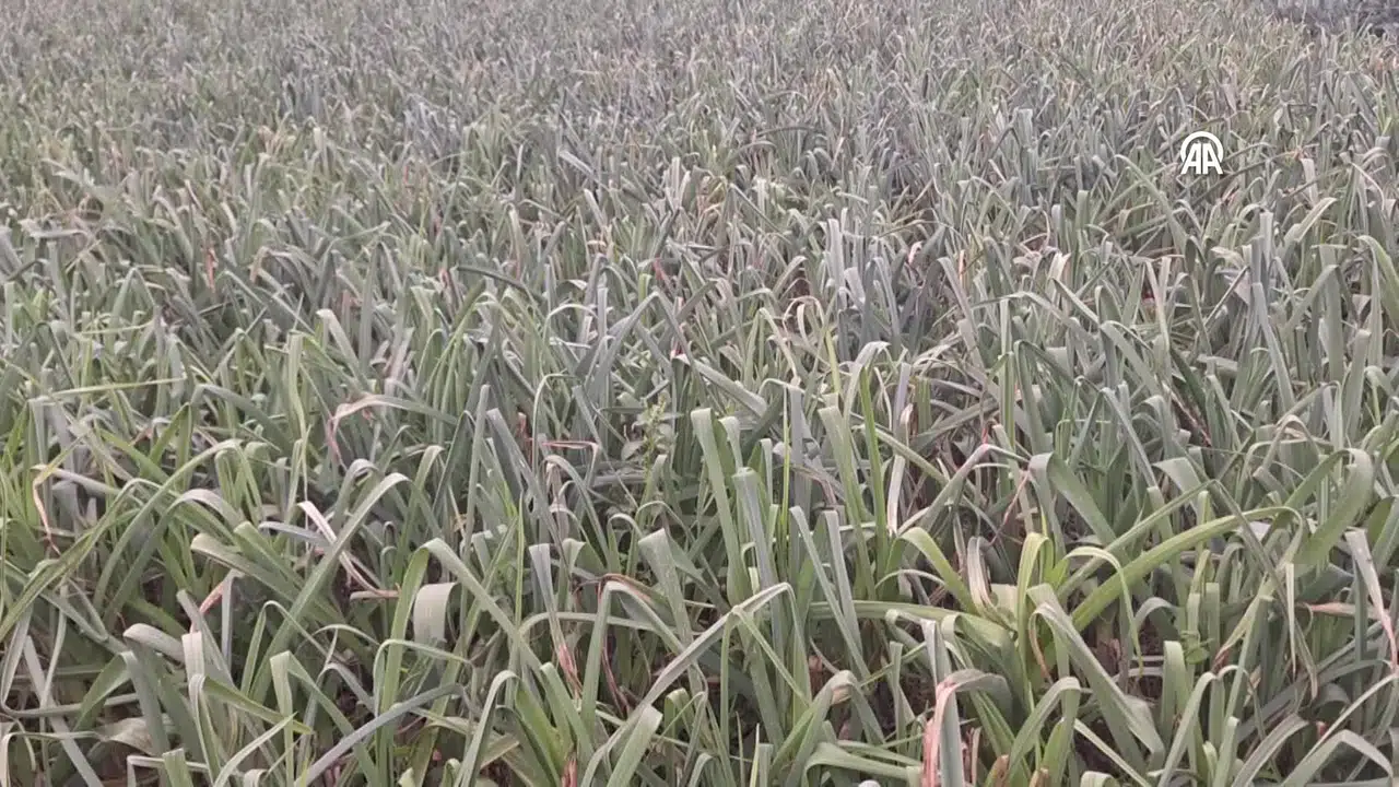 Bafra Ovası'nda 25 Bin Ton Pırasa Rekoltesi Bekleniyor