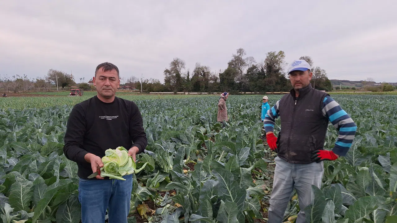 Bafra Ovası'nda Kışlık Sebze Hasadı Devam Ediyor