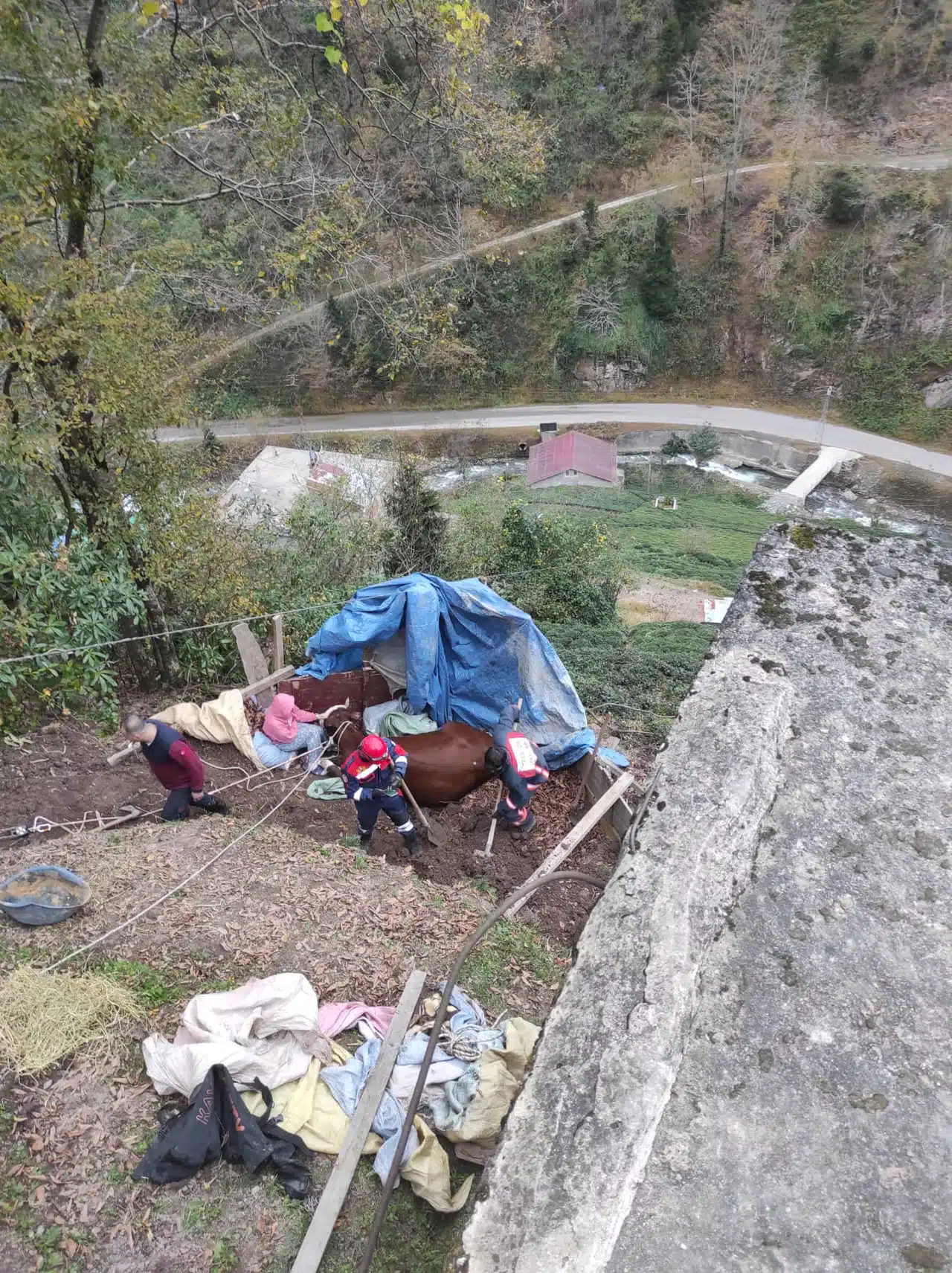 Trabzon'da Yamaçtan Yuvarlanan İnek İtfaiye Ekiplerince Kurtarıldı