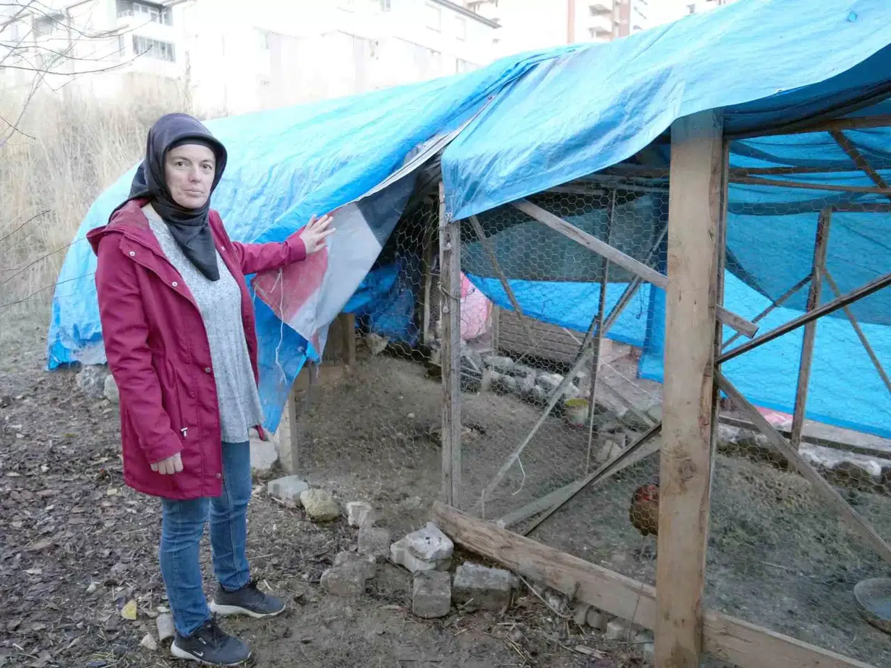 40 Tavuğu Telef Eden Sokak Köpekleri, 3 Yıldır Emek Veren Bayanın Hayallerini Kararttı