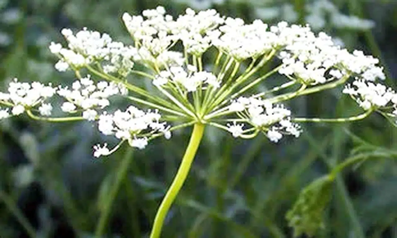 Anasonun Faydaları