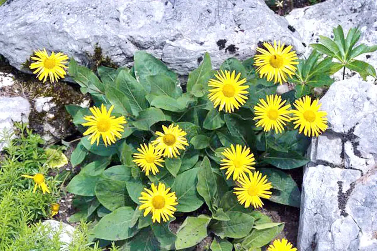 Andız Otunun Faydaları
