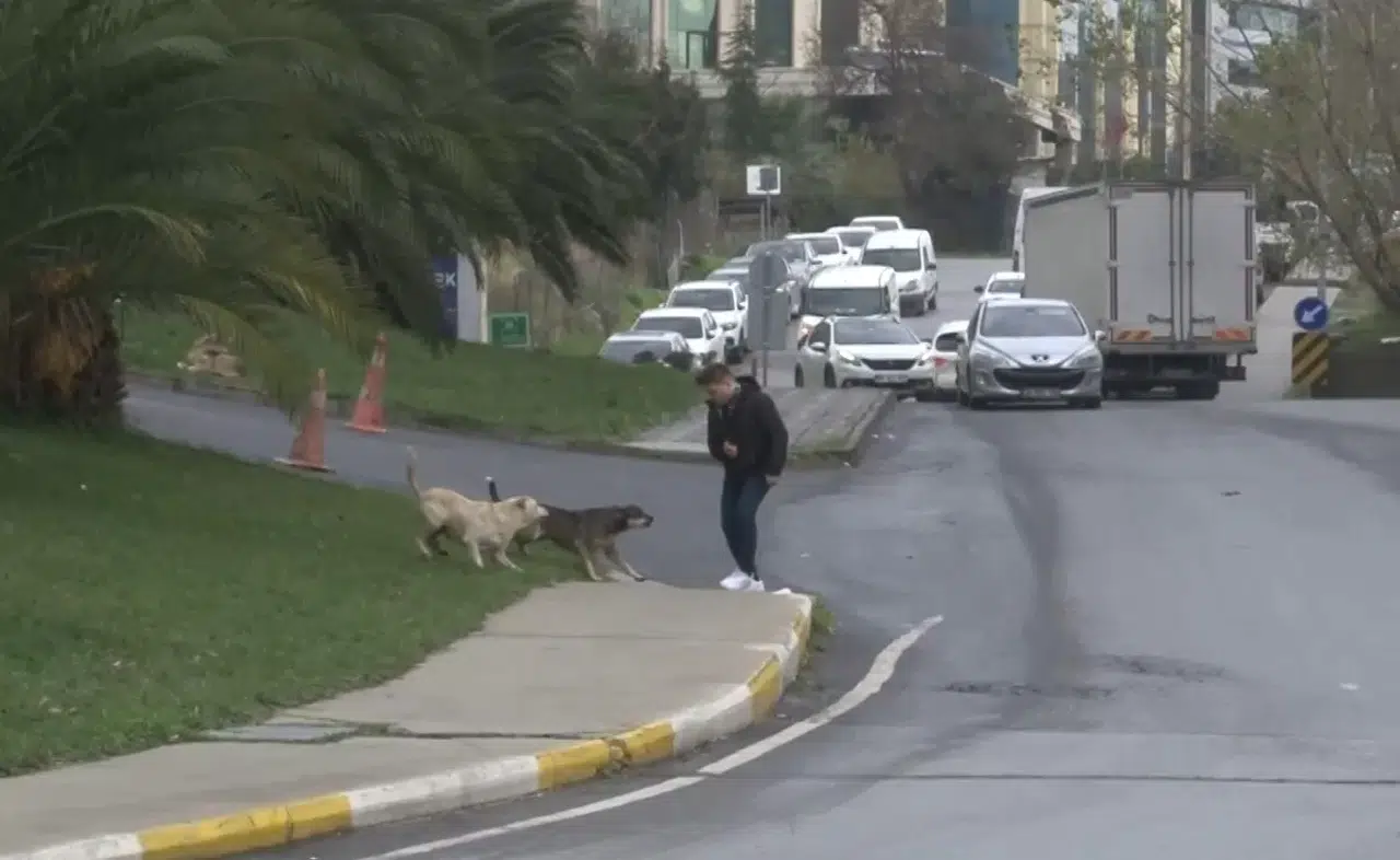 Bağcılar’da Başıboş Gezen Köpekler 1 Kişiyi Isırdı, 3 Kişi İse Son Anda Kurtuldu