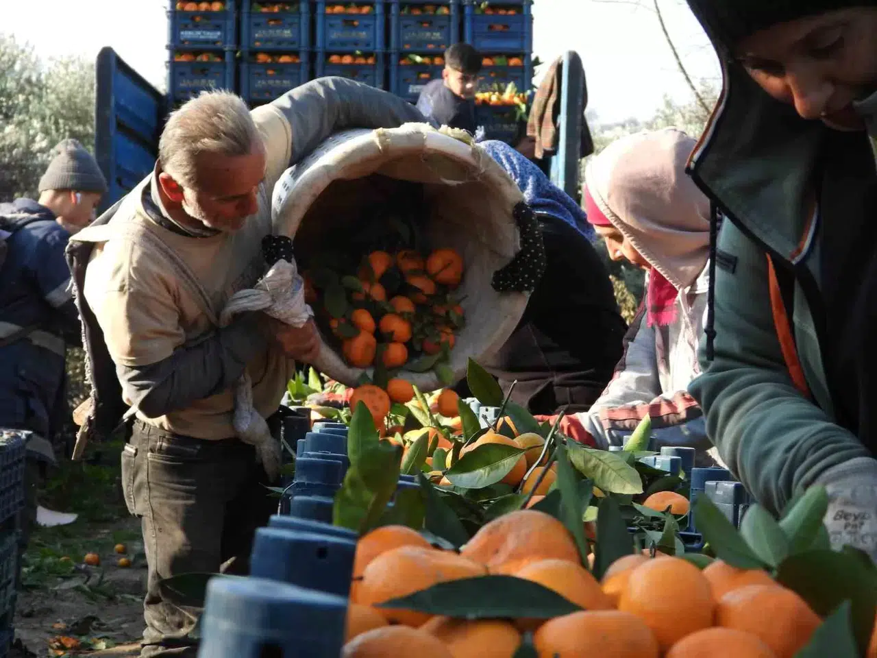Depremzede Mandalina Üreticisine Hatay Valisi’nden Takviye