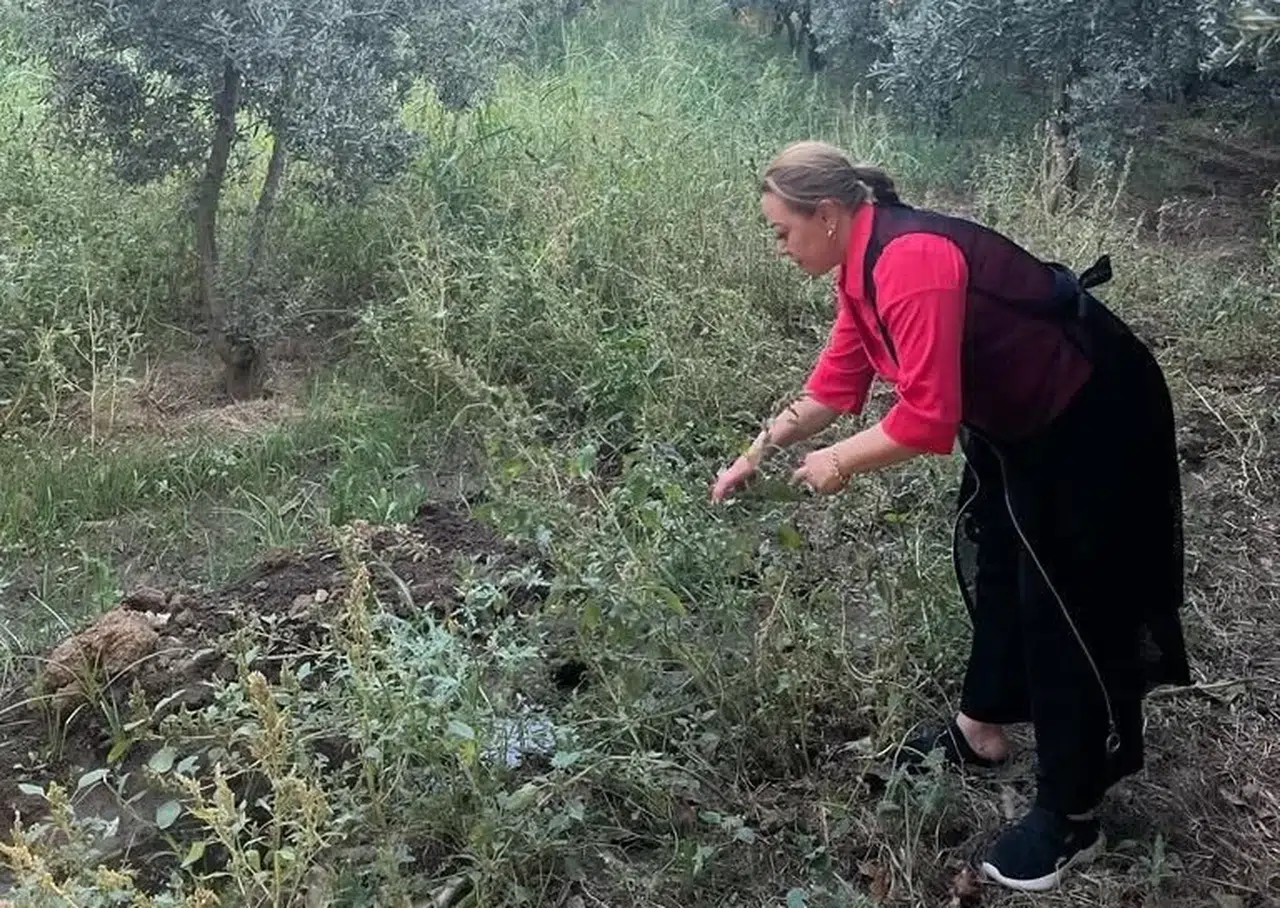 Kantaron Bitkisi Binbir Kedere Deva