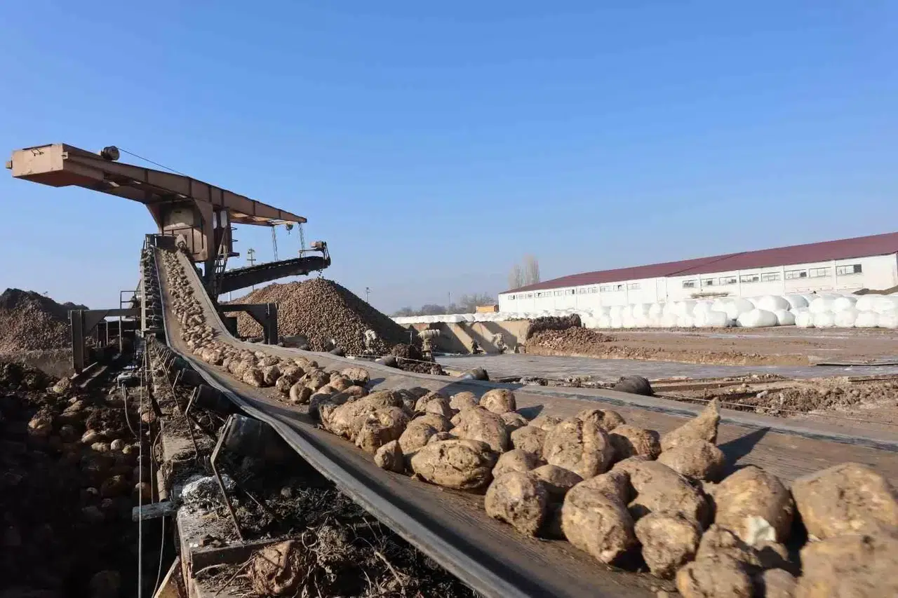 Malatya Şeker Fabrikası’nda Bu Yıl Gaye 65 Bin Ton Şeker Üretimi