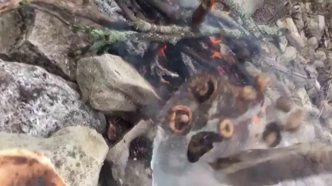 Mantar Ziyafeti Patlamayla Son Buldu