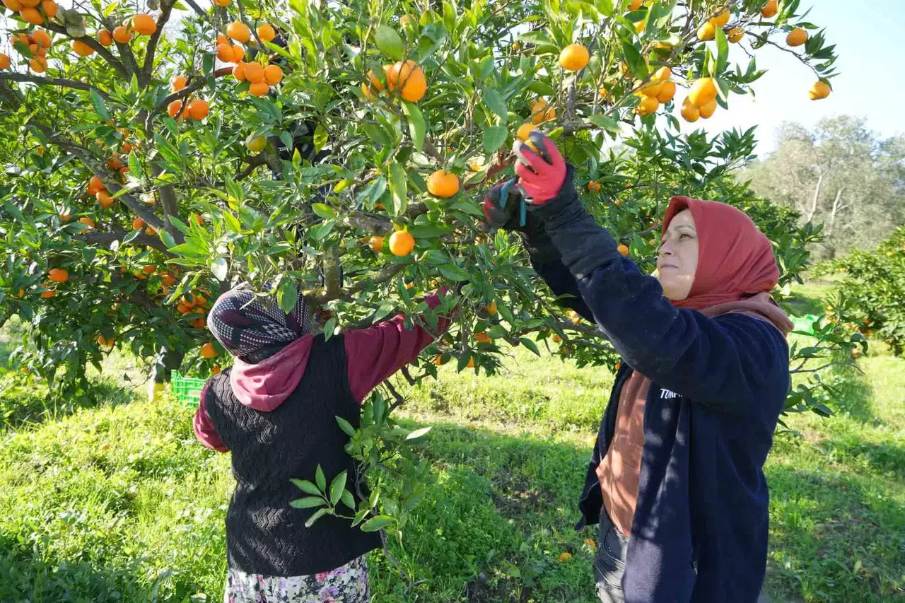 (Özel) Coğrafik İşaretli Havran Mandalinası Hasat Ediliyor