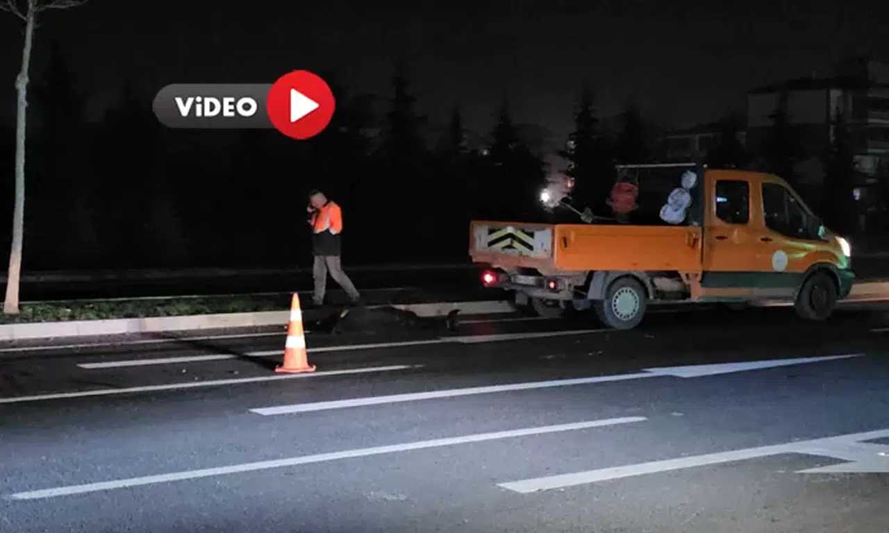 Çorum’da Yolcu Otobüsü Çarptı, Hayvan Telef Oldu