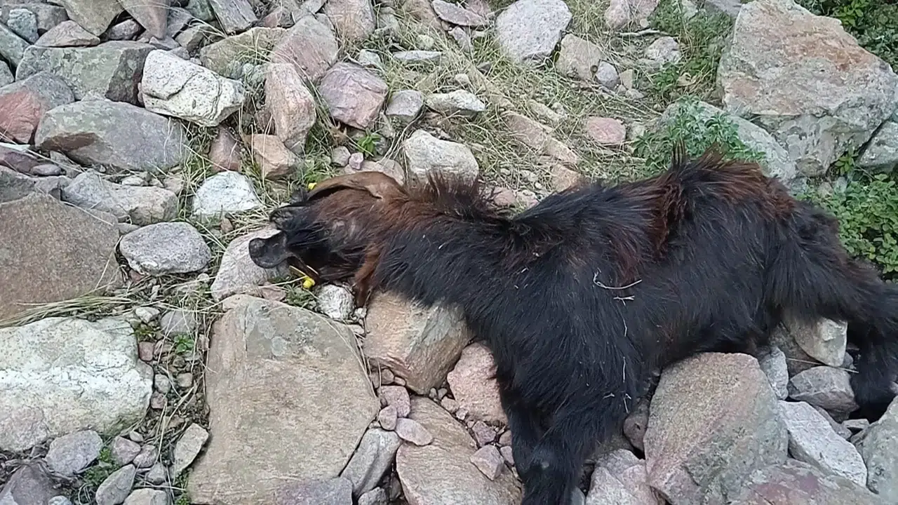 Sarsıntıda Telef Olan Hayvanlarının Yerine Aldığı Hayvanları Kurt Akınıyla Telef Oldu