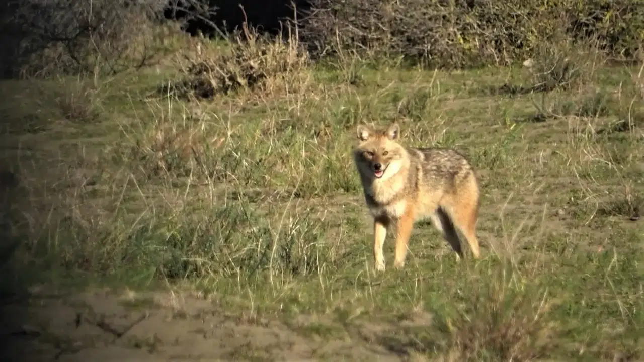 Serengeti Değil, Kızılırmak Deltası