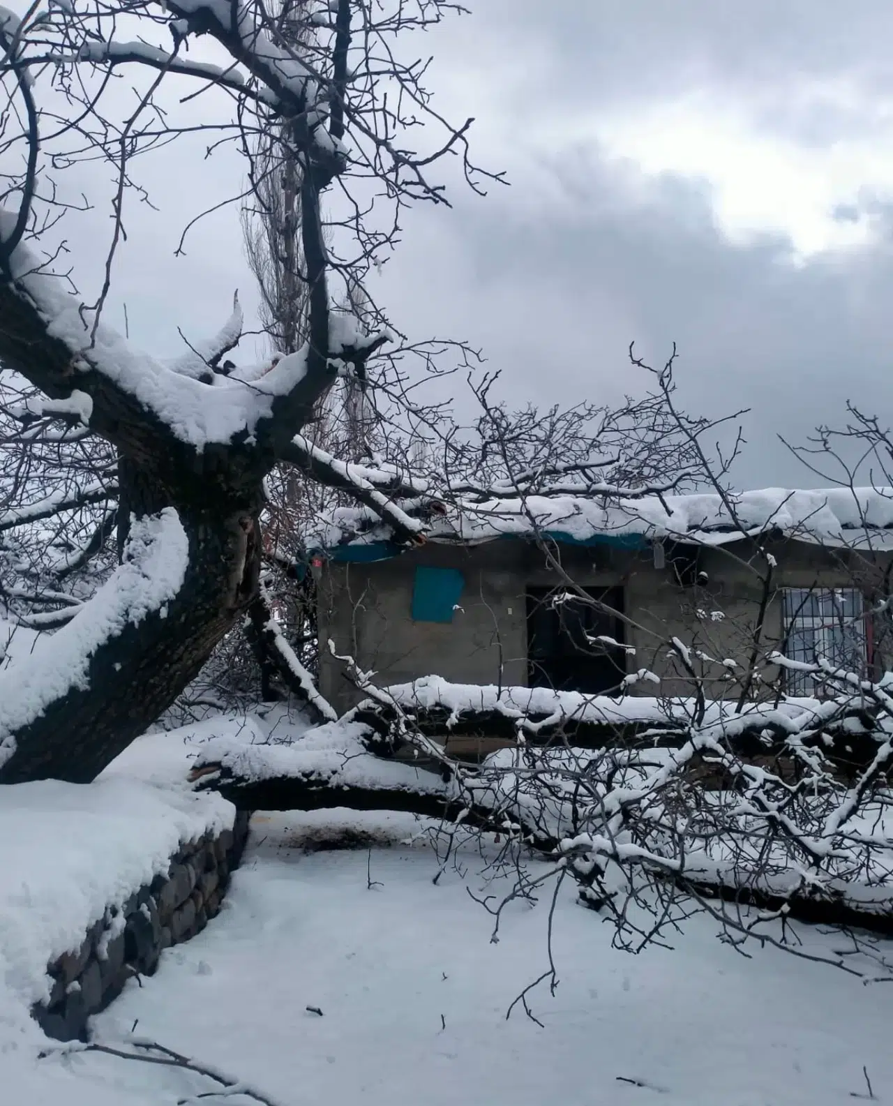 Şırnak’ta Fırtına Nedeniyle Ağaç Devrildi