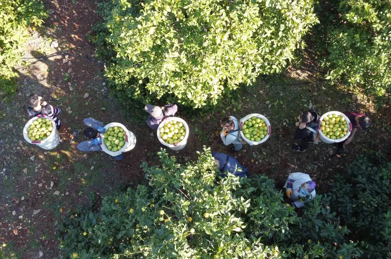 Tescilli Lamas Limonunda Hasat 5 TL ile Başladı