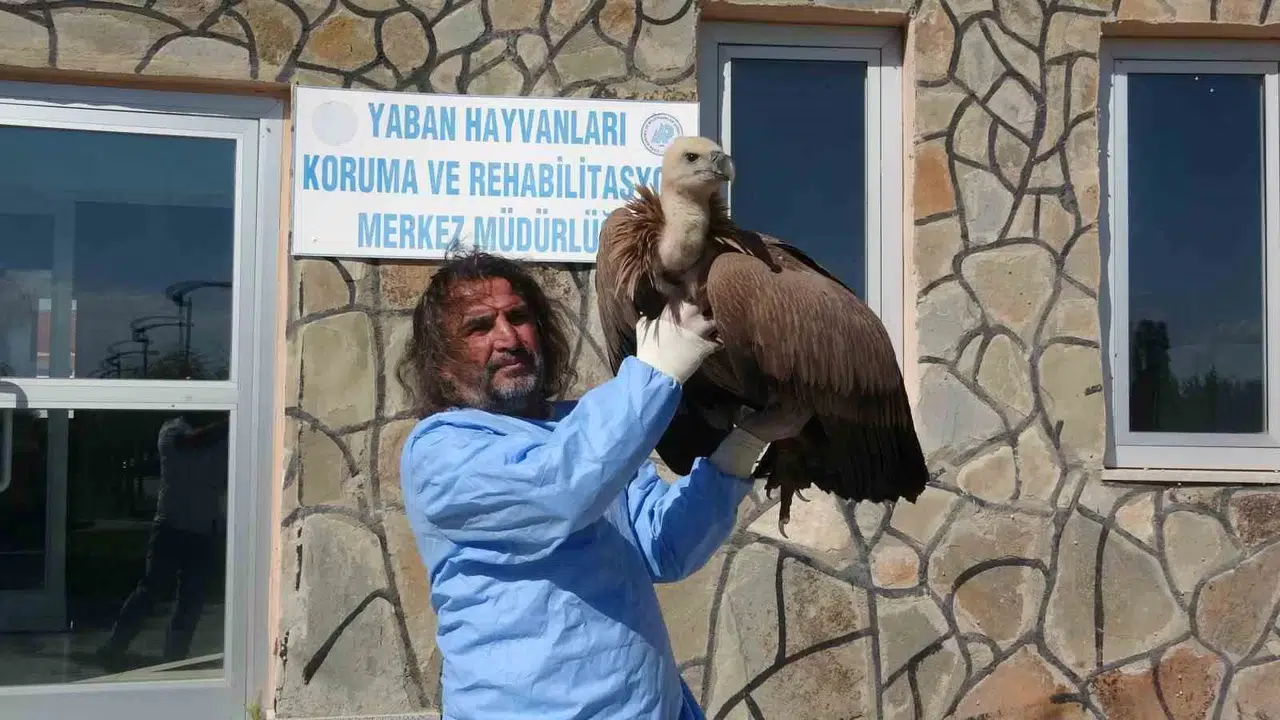 Van’da Bu Yıl 210 Yaban Hayvanı Tabiata Kazandırıldı