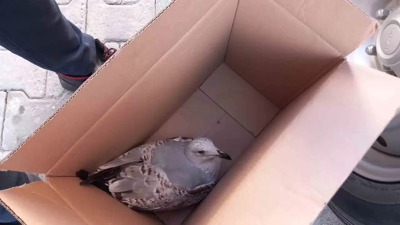 Yaralı Martıyı İtfaiye Kurtardı
