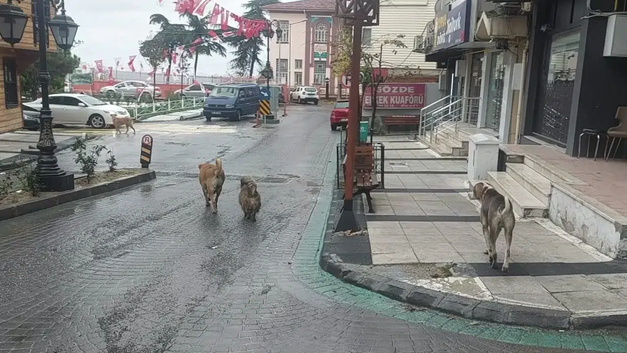 Zelzeleden Çabucak Sonra Sokakta Çok Sayıda Köpek Gözlendi
