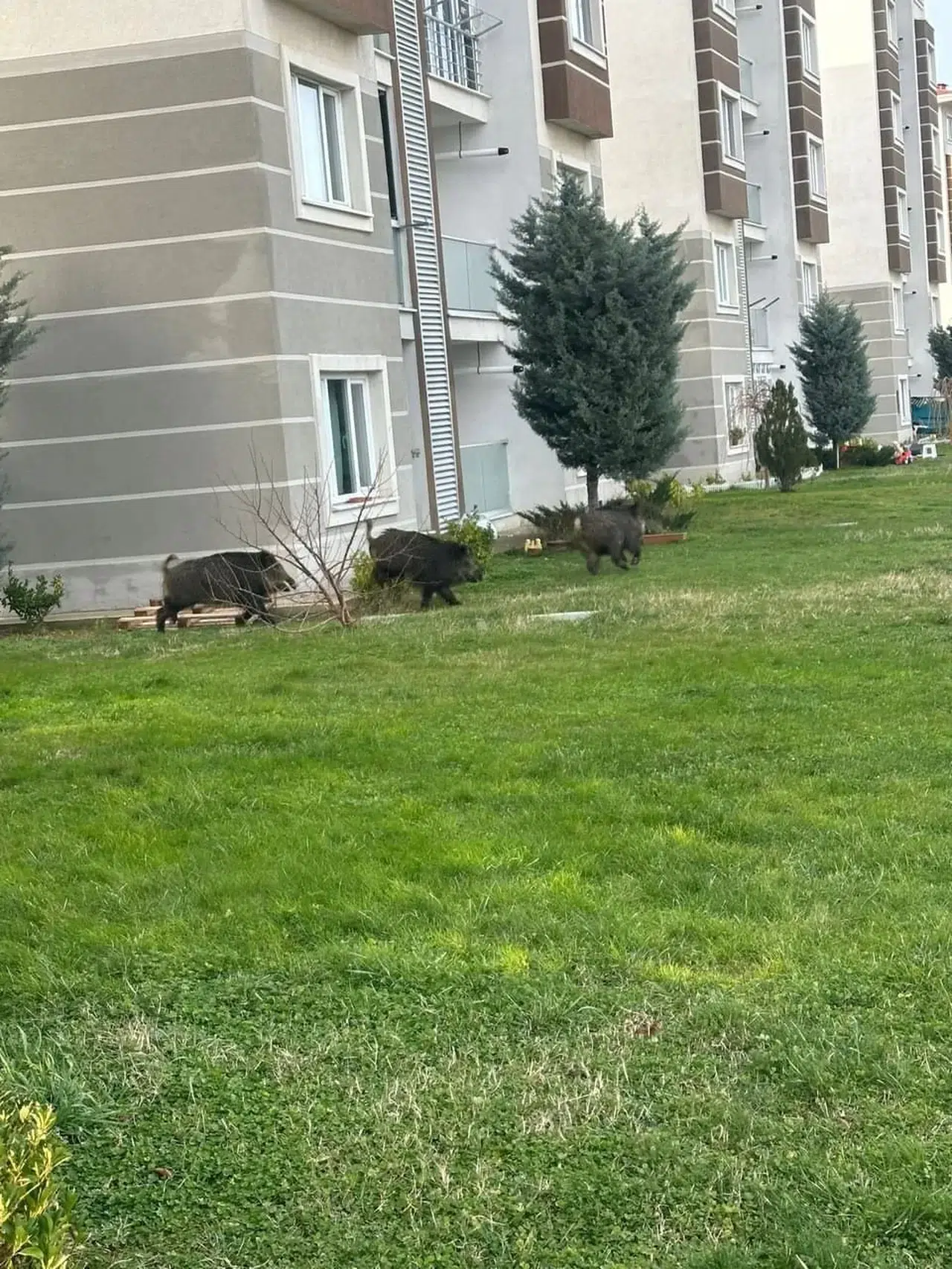 Aç Kalan Domuzlar Kente İndi