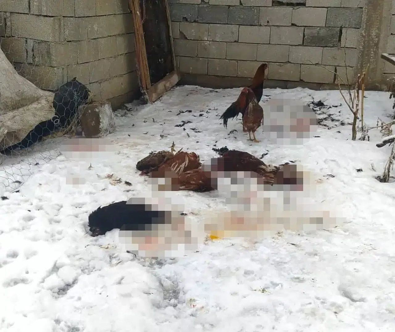 Başıboş Köpeklerin Saldırdığı Kümes Hayvanları Telef Oldu