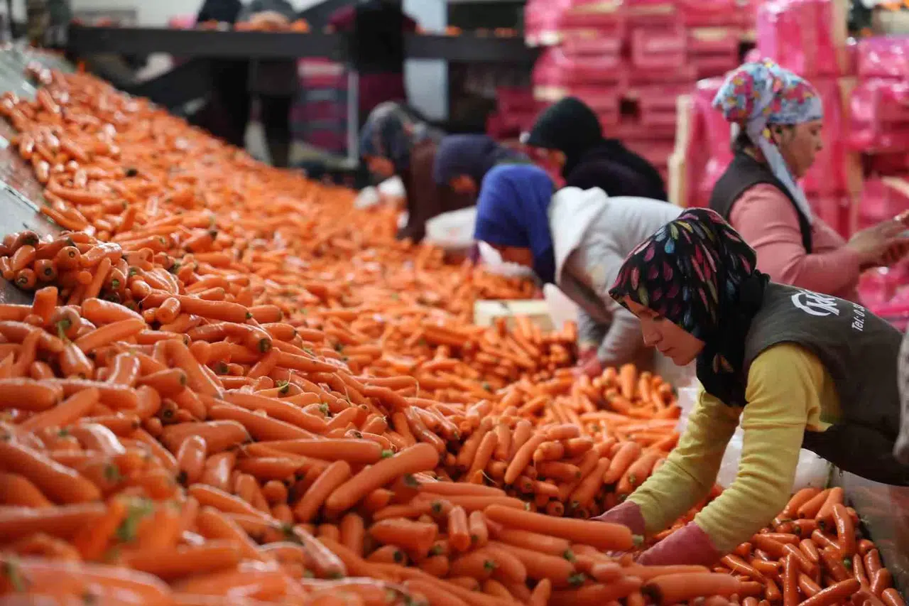 Bayanların Elle Sökümünü Yaptığı Havuç Dünya Pazarına Hazırlanıyor