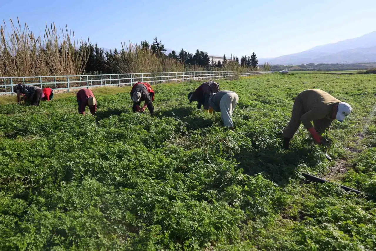 Beşerler Zehirlenmesin Diye Personeller Günlerce Mesai Yapıyor