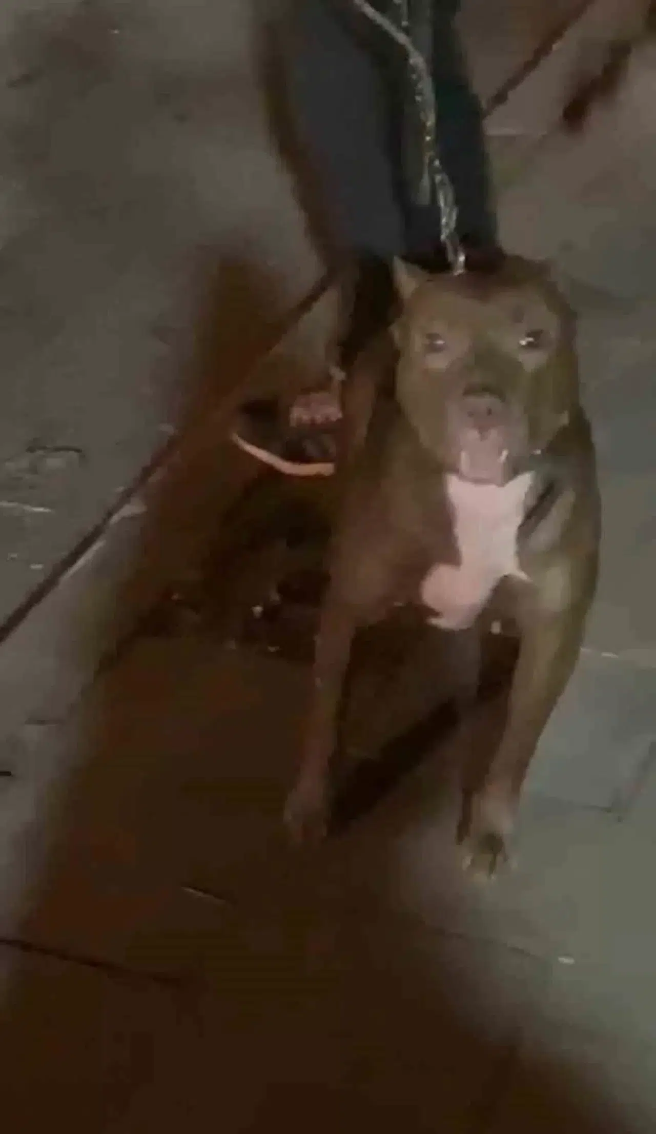 Cihangir’de Dehşet Dolu Anlar Kamerada: Tartıştığı Kişinin Üzerine Pitbull Köpeğini Saldırttı