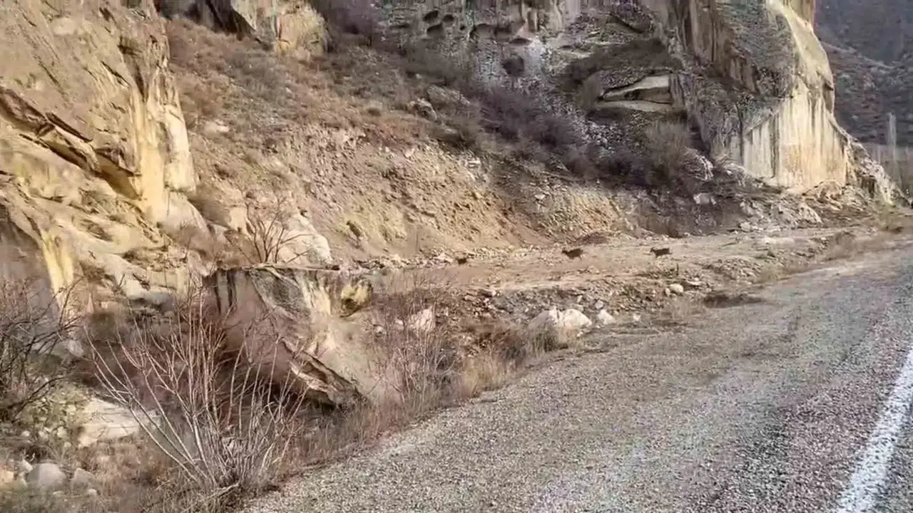 Dağ Keçileri Yol Kenarına İndi