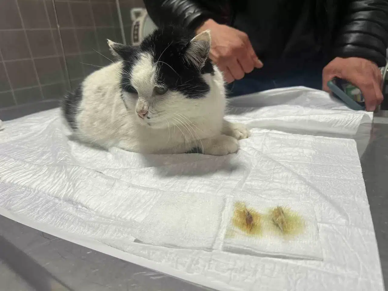 Endoskopi Yapılan Kedinin Midesinden Çıkanlar Pes Dedirtti