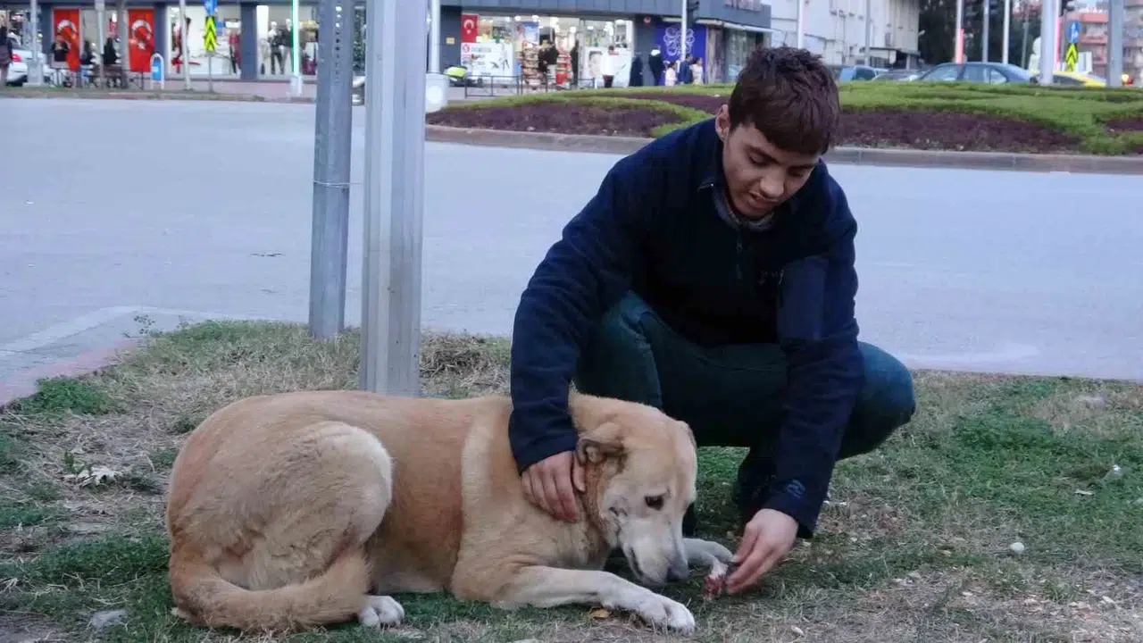 Evsiz Gencin En Düzgün Arkadaşı Sokak Hayvanları Oldu