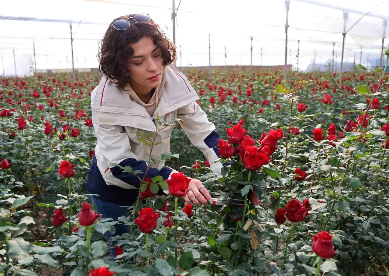 Gül, Rekolte ve Fiyatıyla Üreticileri Şad Ediyor