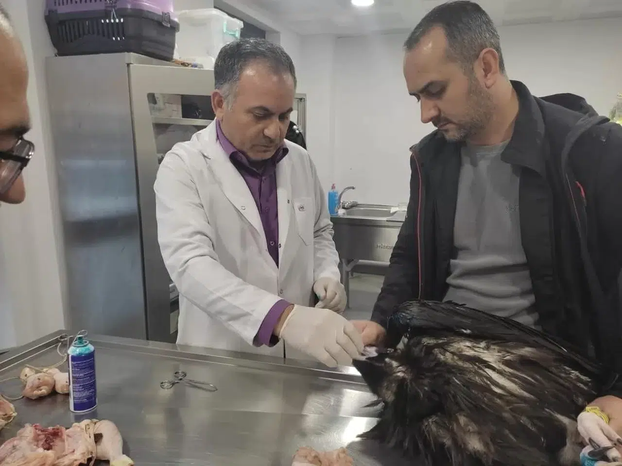 Kartal Belediyesi Veteriner İşleri Müdürlüğü Takımları Yaralı Akbabayı Tedavi Altına Aldı