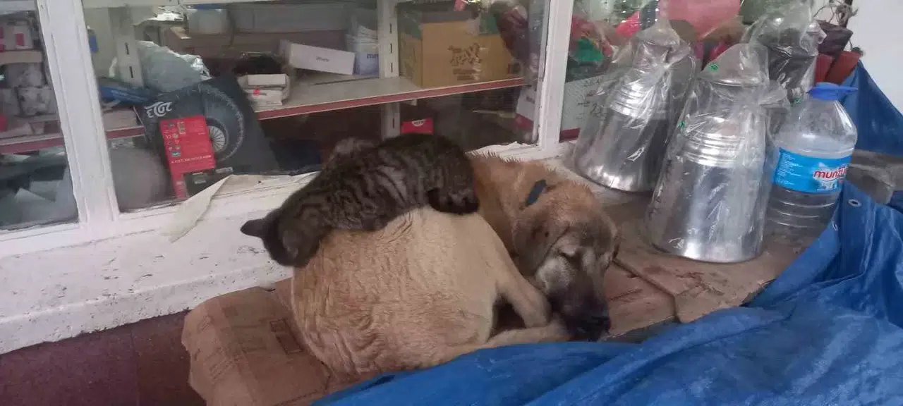 Kedi ’En Olmadık Yerde’ Isınmaya Çalıştı
