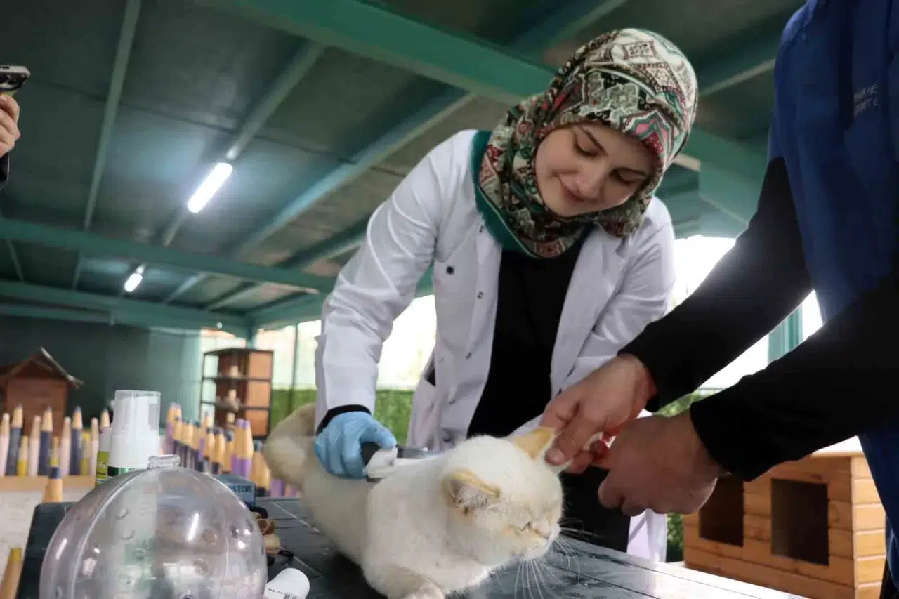 Kedi Kasabasının İstekli Veterinerleri