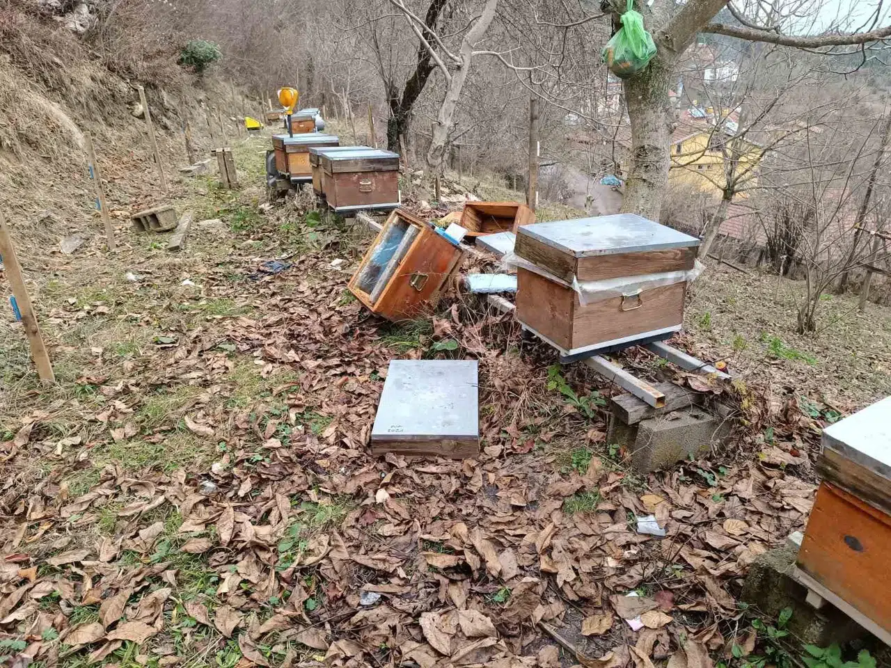 Köye İnen Ayı, Arı Kovanlarına Saldırdı