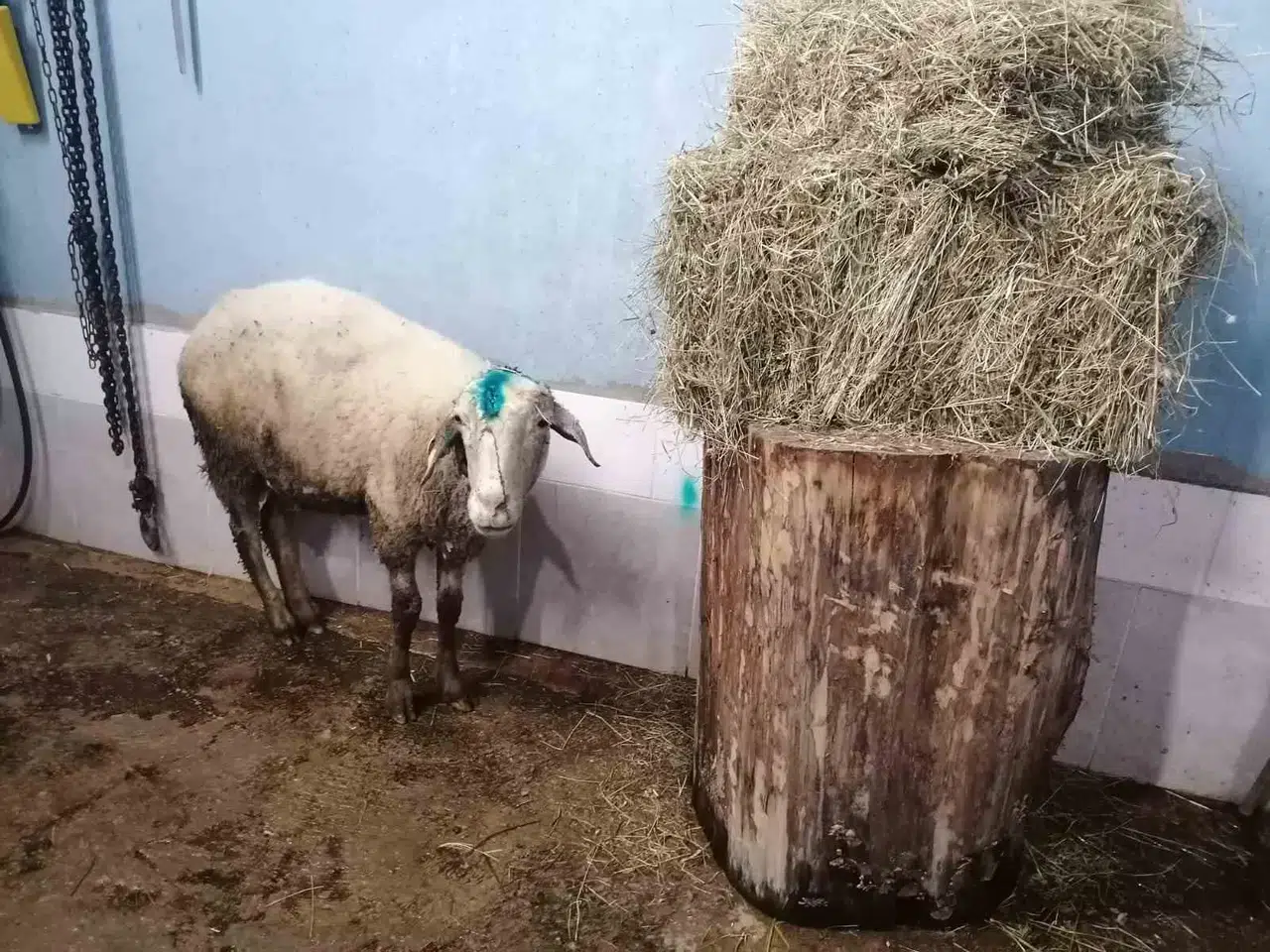 Kuzularını Kurtarmak İsterken Köpek Atağında Mevtten Dönen Koyun, Yine Yavrularına Kavuşturuldu