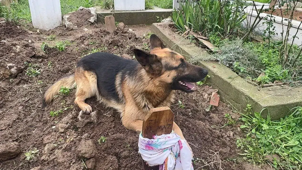 (Özel) Evladı Üzere Baktığı Köpeği 52 Gündür Mezarından Ayrılmıyor