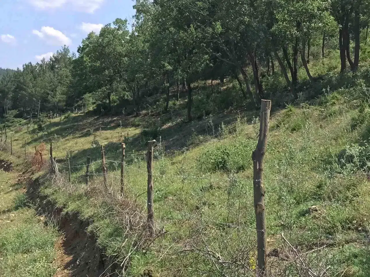 Susuz ve Engebeli Topraklar Zeytin Bahçelerine Dönüşüyor