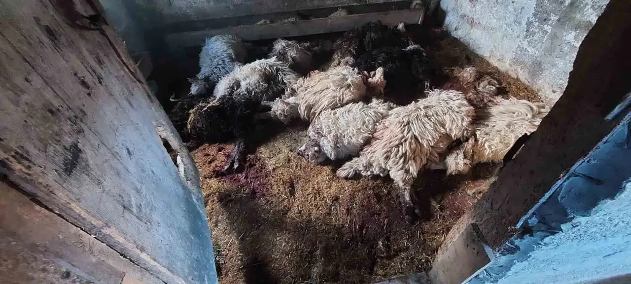 Trabzon’un Araklı İlçesinde Kurt Dehşeti Sürüyor