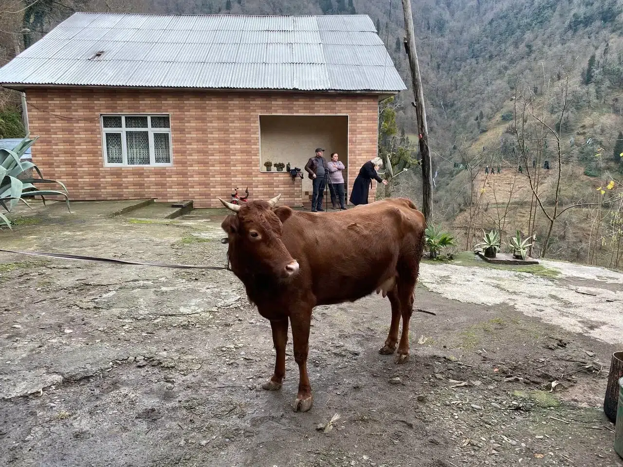 Türkiye-Gürcistan Hududunda Firari İnek Alarmı