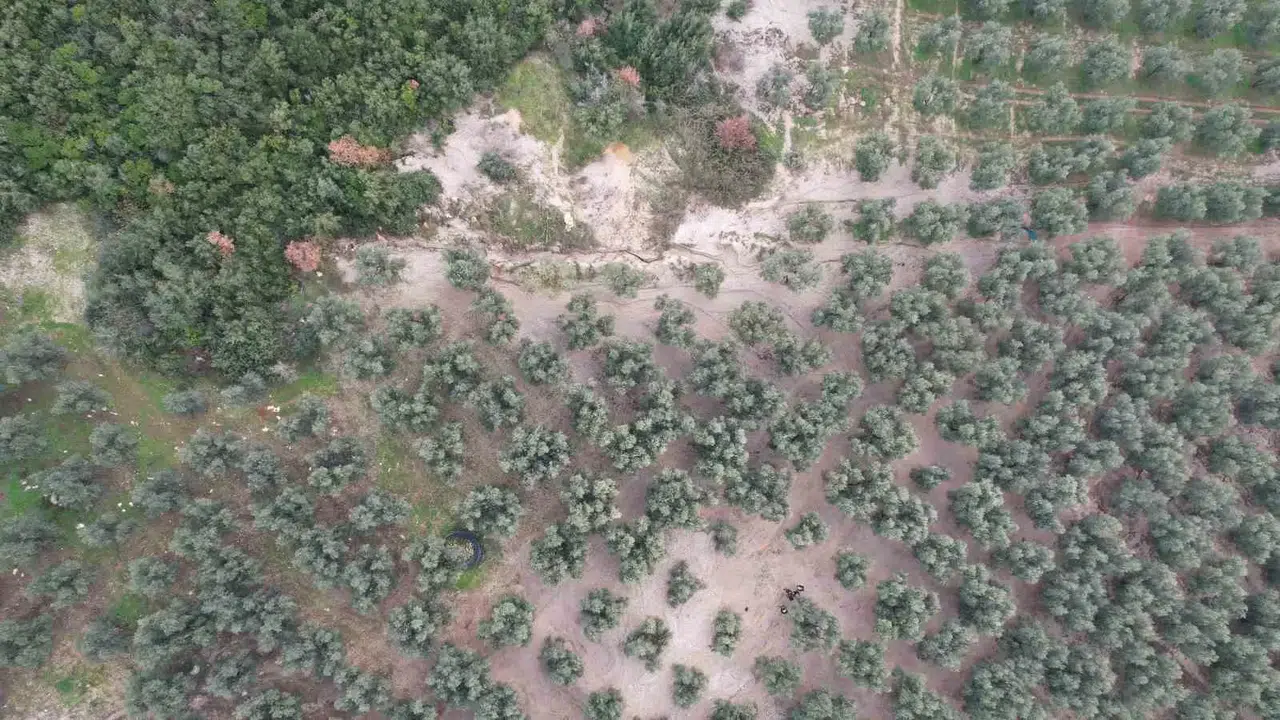 Üzerine Mıcır Dökülen Zeytin Ağaçları Günden Güne Kuruyor