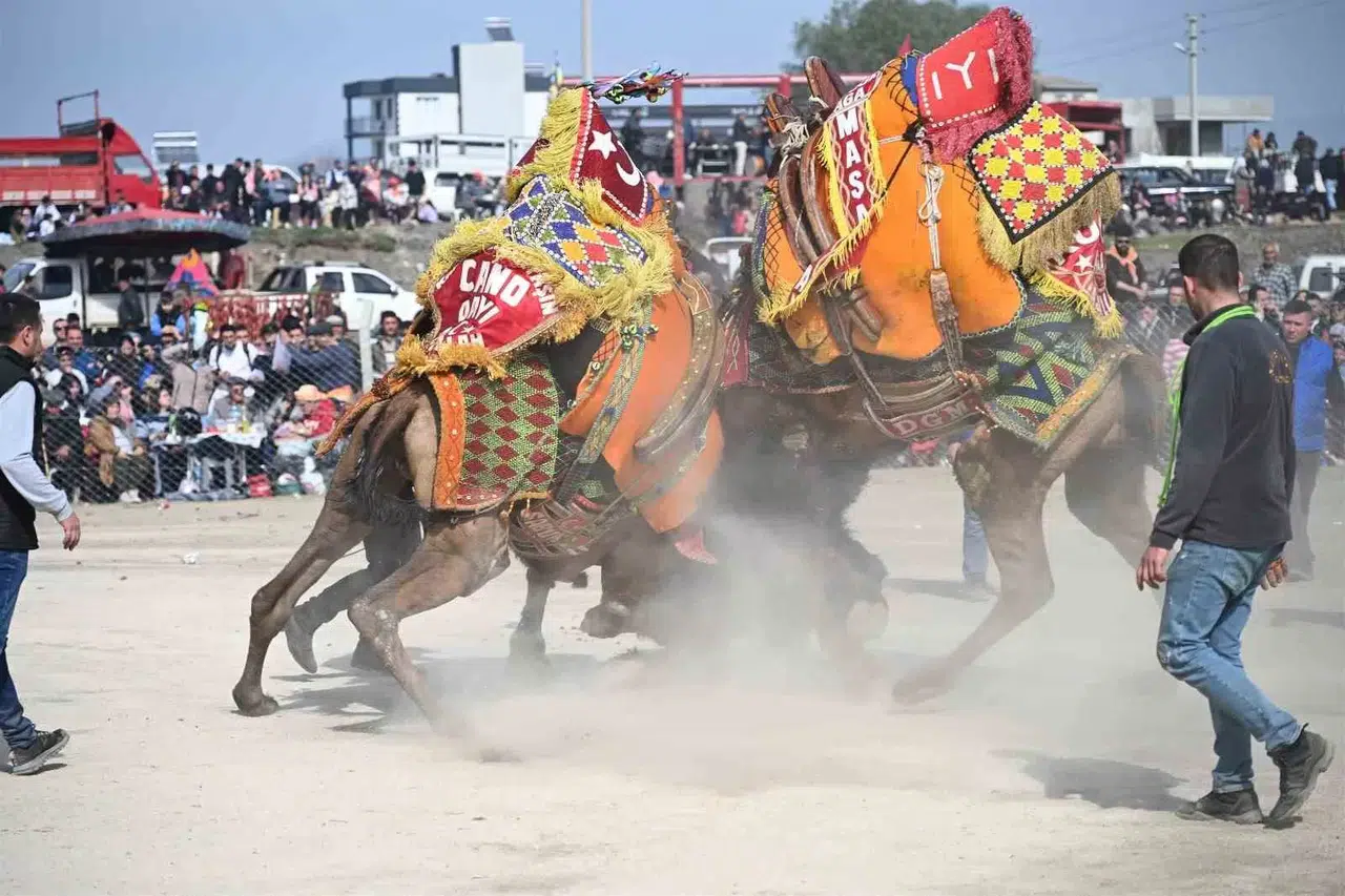10. Salihli Deve Güreşleri Şenliği Yapıldı